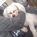 개님은 털빨 이미지