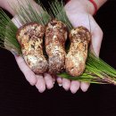 천하일품 이미지