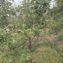 사과나무 열매가 이미지