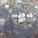 은호1리 이미지