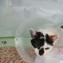 마야동물병원 이미지