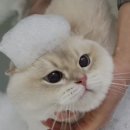 그루밍리본 | 강남 고양이 미용 추천 블랙스완 강남점 고양이 목욕 재방문 후기