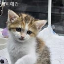 해피애견 이미지