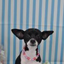 스누피 펫살롱 이미지