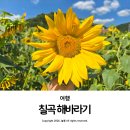 무도3리 마을회관 | 경북 칠곡 가볼 만한 곳 아이랑 해바라기 명소 석적 청계마을