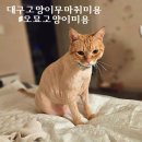 오묘 고양이카페호텔미용 | 대구 고양이 무마취 미용 :: [오묘고양이카페호텔미용] 깔끔하고 빠른 고양이미용후기