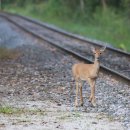 경보사슴 이미지