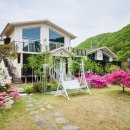 담양버치 이미지