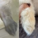 비지어스펫 | 강아지 저자극 샴푸 추천 비지어스펫 '더럽개샴푸'