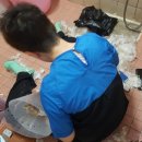 샤도캣 | [고양이 출장미용] 샤도캣 고양이출장미용 후기