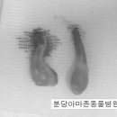 분당 아마존 동물병원 네이버블로그