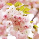 부산시민공원 숲속북카페 | [지니어스] 겹벚꽃 명소🌸부산시민공원 「숲속북카페」