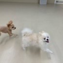 더위크앤리조트(더우프앤) 네이버블로그