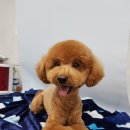 D&C 그루밍 샵 이미지