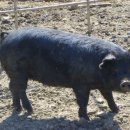 시종초등학교 이미지