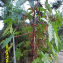 선산대로-20 이미지