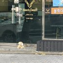 댕스얼랏 이미지