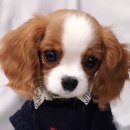 예쁜강아지 이미지