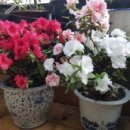 아젤리아 이미지