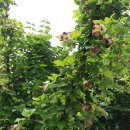 사항농장 이미지