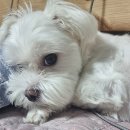 24시 건국 본 동물병원 이미지