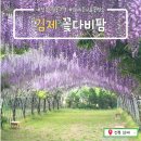김제1농장 | 전북 김제 꽃다비팜_포도송이를 닮은 보랏빛 등나무꽃 명소