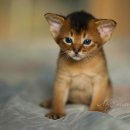 동탄동물병원 이미지