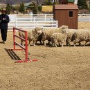 선정목장 이미지