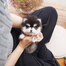 명지애견유치원호텔 댕즈니랜드 본점 | 거제말티푸무료분양 결심하고 방문한 테디럽