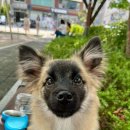 못생긴 노을이