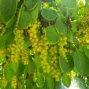 엘케이팜 이미지