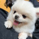 광주 충장로 소형견 천국 애견카페 <해피몽> 내돈내산 후기