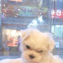 똥꼬 발랄 펫샵 이미지