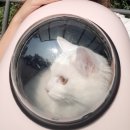 혜인종합 동물병원 이미지