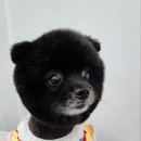 체인지펫미용 이미지