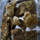 🍀 자연산 목청 담금용 또는 약용 이미지