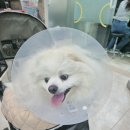 로얄동물병원 | [슬개골 4기 강아지] 조규만 외과 동물병원 슬개골 수술 후기 당일 1일차