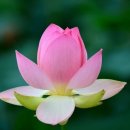 힐링플루트 이미지