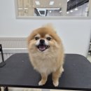 더개편한세상