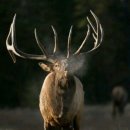 삼천리 사슴농장 이미지