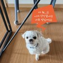 닥터독앤켓 이미지