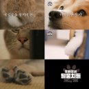 털뭉치들 이미지