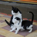 야옹야옹 이미지