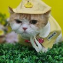 속초애견 더 이쁘개 이미지