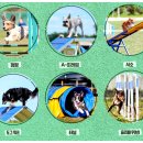 도그,위브 이미지