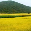 세시의철사씨 | 멋진 암봉 금전산과 옛성 낙안읍성