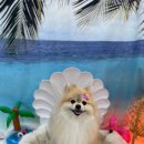 마마펫살롱 이미지