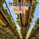양주골농원 | 양주 딸기따기체험 하나농원 입장료없이딸기농장 내돈내산 후기
