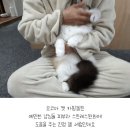 고양이 진정제품 나눔해요 이미지