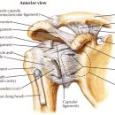기능해부학을 위한 관절 생리학(어깨의 움직임) 이미지